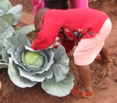 Harvesting at Moya Garden in Swaziland. Copyright Skillshare/Sam Hodgson.